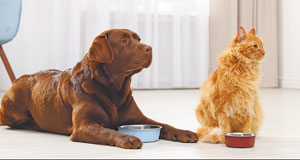 Wenn das Haustier krank ist