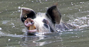 Der Tierpark ARCHE WARDER