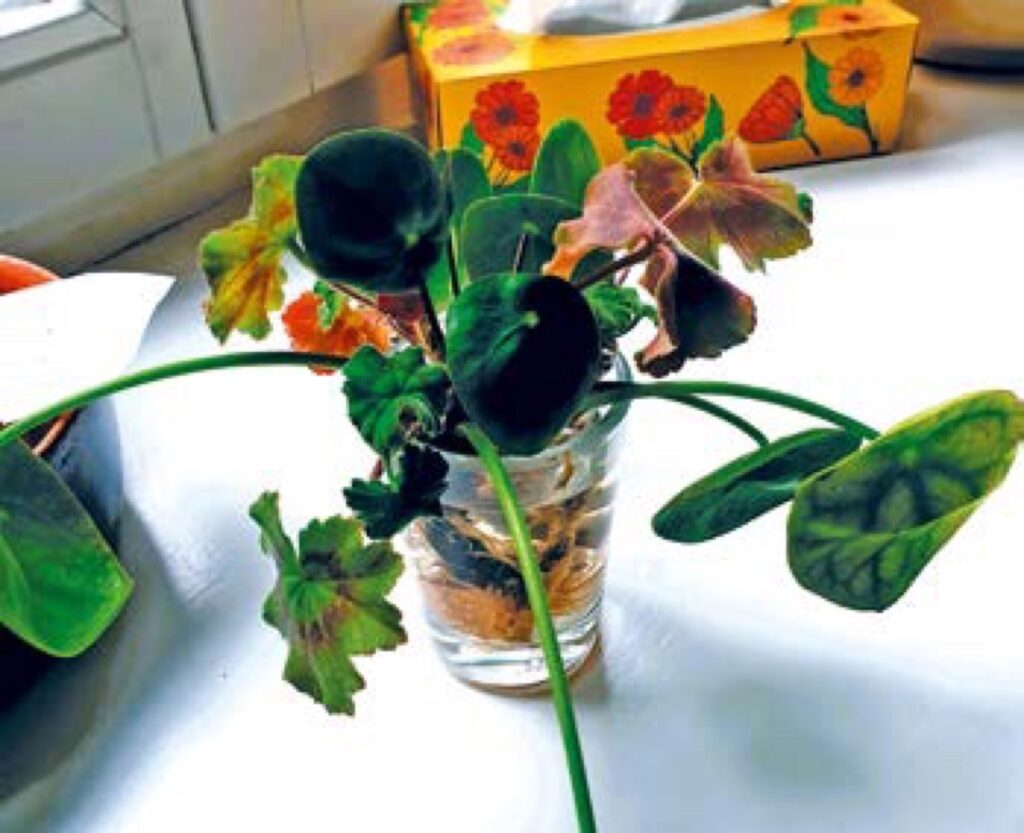 Auf der Fensterbank bilden Geranium und Pilea kleine Ableger. Foto: Corinna Chateaubourg