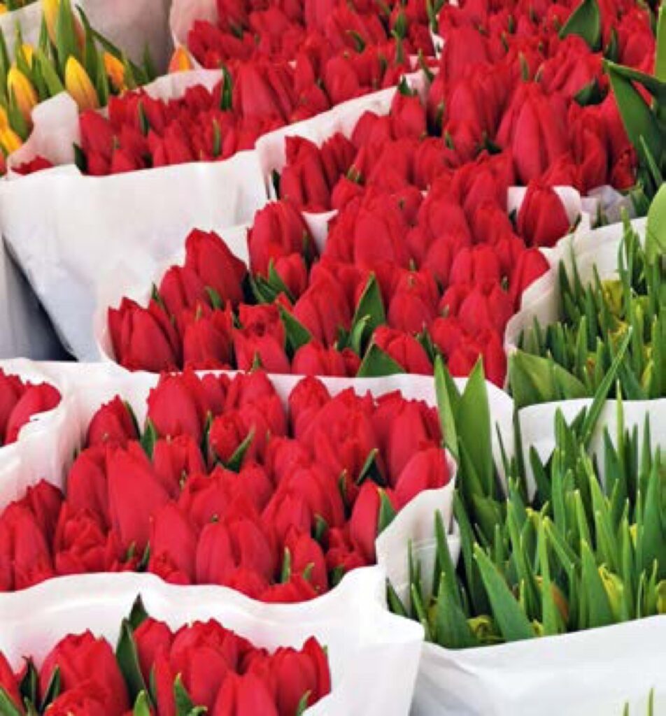 Busse, Blumen und Bollerwagen